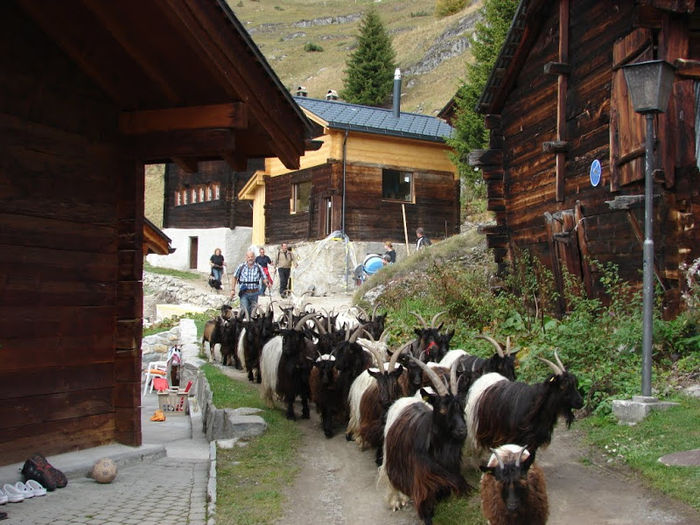 Cu Walliserii la drum-04