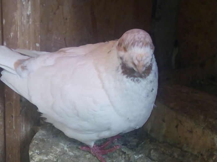 M-2013 - 2-AMERICAN GIANT HOMER