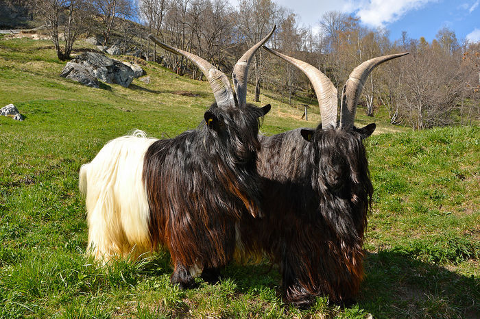 Doi Walliseri in vant