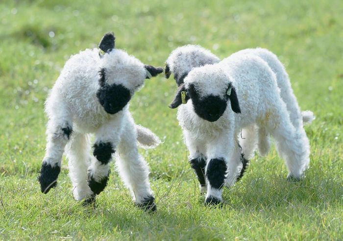 Miei Blacknose Valais-8zx - Rase de oi si capre poze deosebite 11