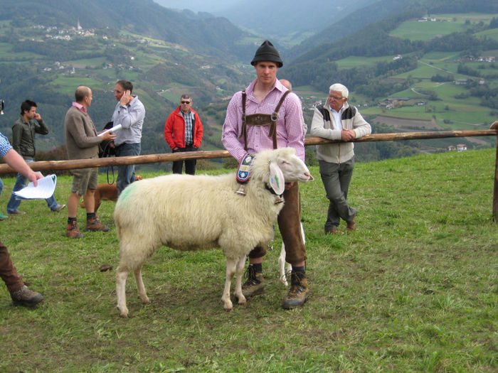 Oaia Tiroleza frumoasa-454 - Rase de oi si capre poze deosebite 11
