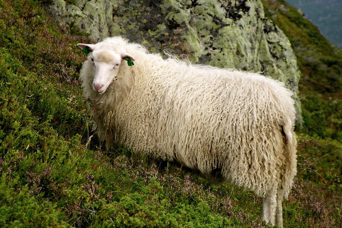 Oaie norvegiana-8sg - Rase de oi si capre poze deosebite 11