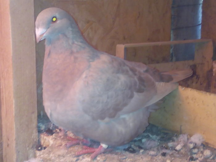 F-2015 - 2-AMERICAN GIANT HOMER