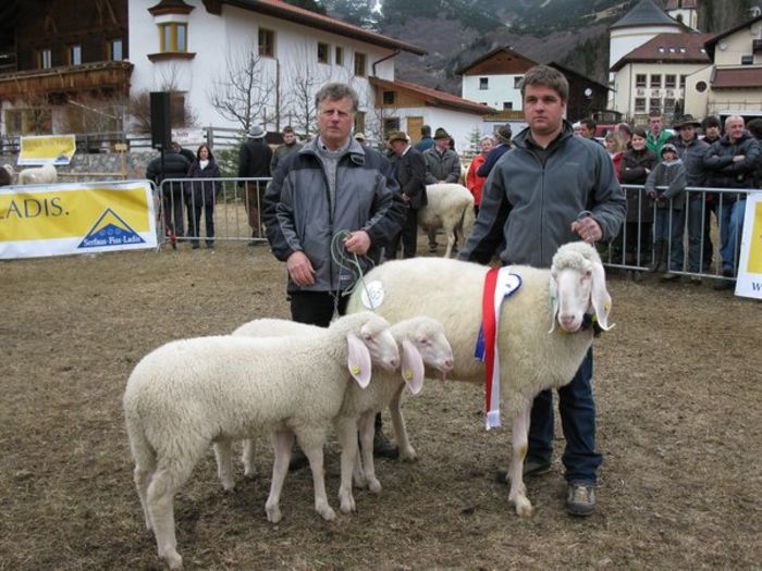 Oi tiroleze la concurs-7fr - Rase de oi si capre poze deosebite 11