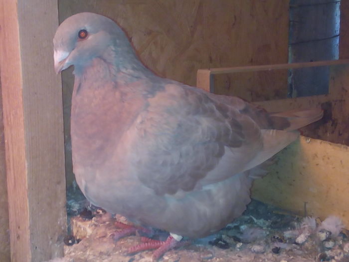 F-2015 - 2-AMERICAN GIANT HOMER