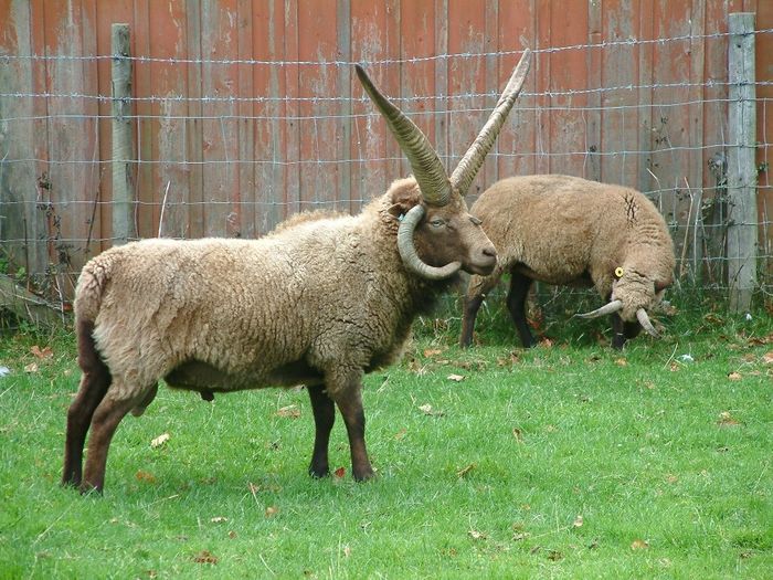 Rasa Max Loaghtan-56jj - Rase de oi si capre poze deosebite 11