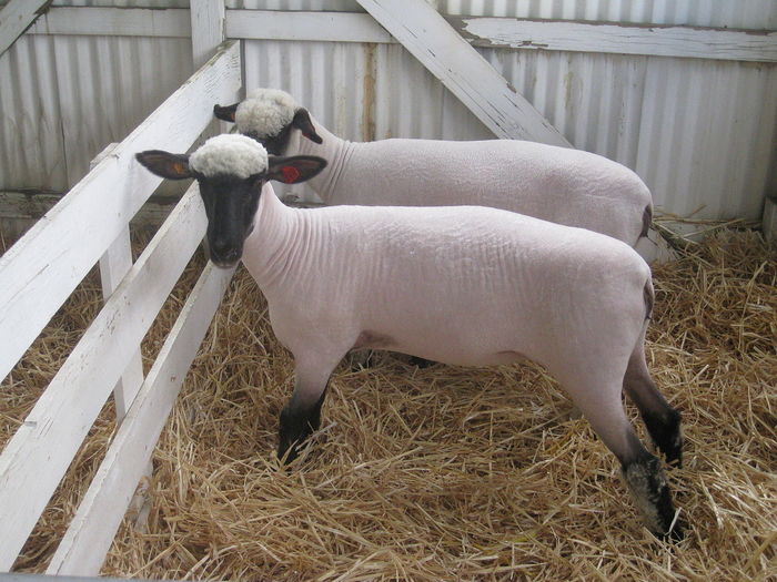 Rasa Shropshire la targ-93d - Rase de oi si capre poze deosebite 11