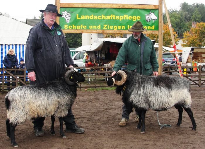 Targ de oi si capre-889