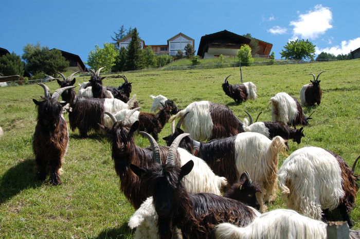 Walliser la iarba-73