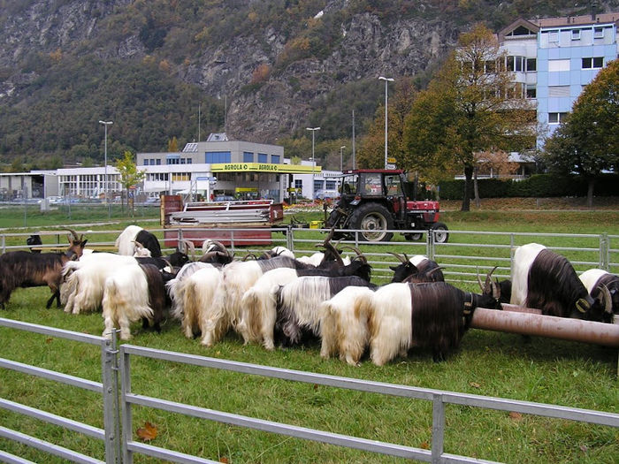 Walliser la stand-885