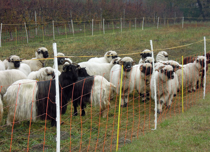 Walliser si Blacknose Valais laolanta