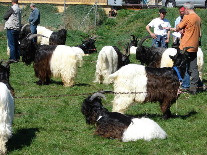 Walliser si Walliser-24