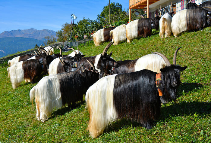 Walliseri legati bine