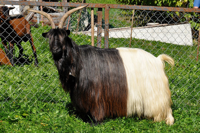 Walliserul cel curios-84r