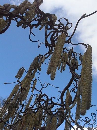 P3010195 - Primavarisme