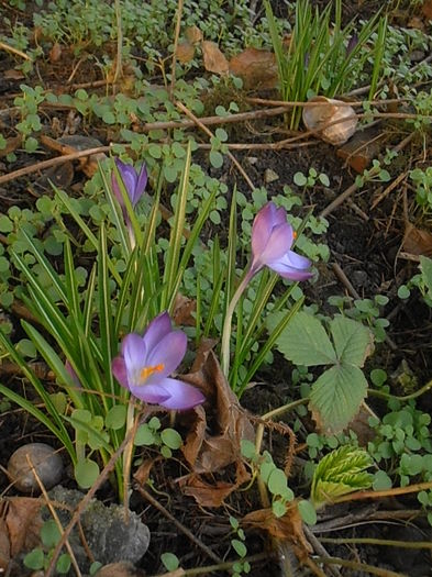 P3040363 - Primavarisme