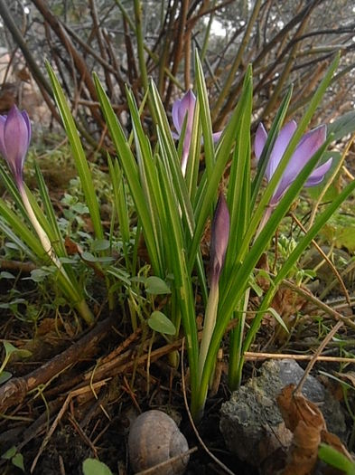 P3040372 - Primavarisme