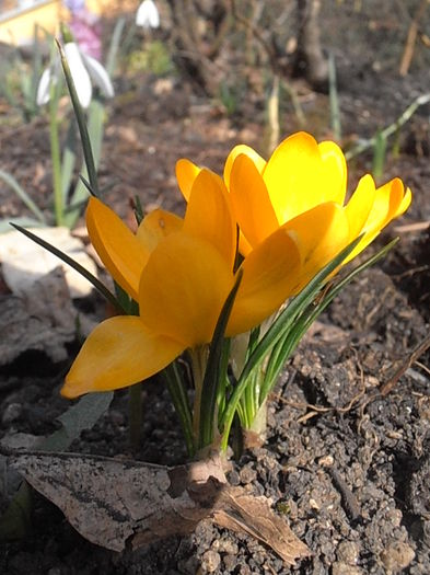 P3040422 - Primavarisme