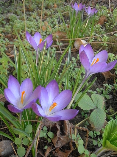 P3070008 - Primavarisme