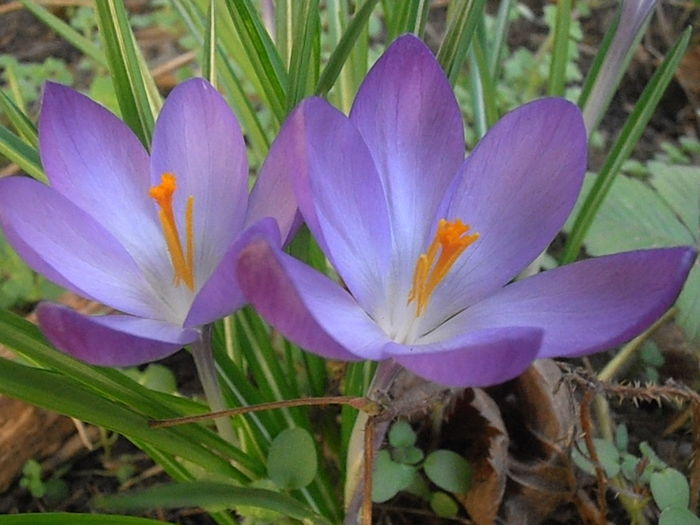 P3070016 - Primavarisme