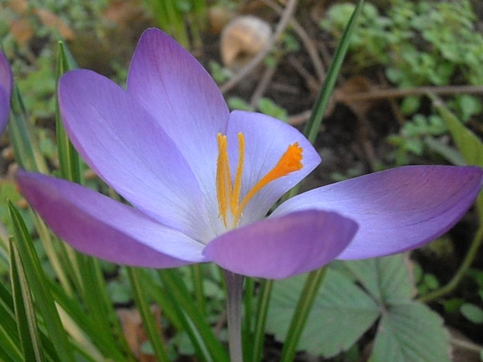 P3070021 - Primavarisme