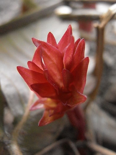 P3070178 - Primavarisme