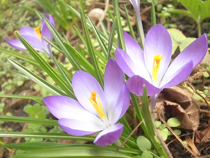 P3070183 - Primavarisme