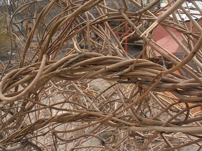 P3070216 - Primavarisme