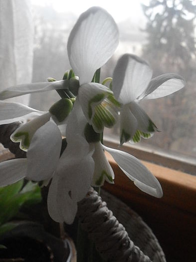 P3090470 - Primavarisme