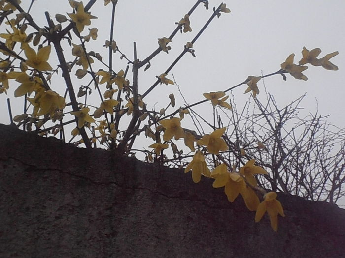 P3150077 - Primavarisme