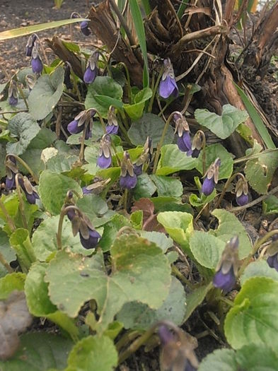 P3150087 - Primavarisme