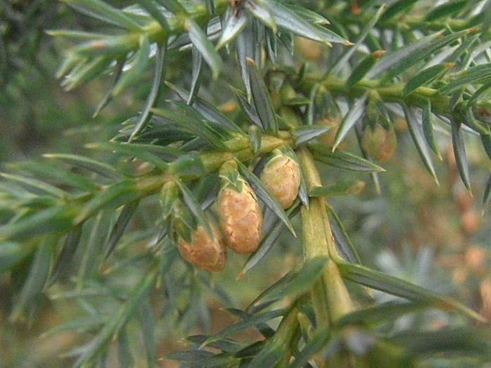 P3150119 - Primavarisme