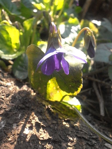 P3160176 - Primavarisme