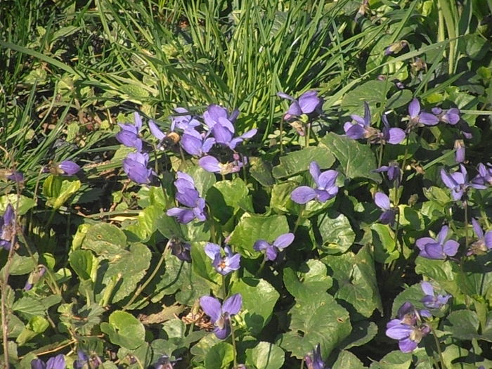 P3160196 - Primavarisme