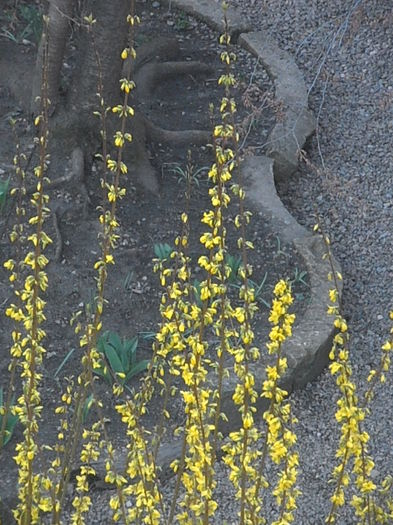 P3180345 - Primavarisme