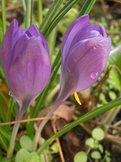 P3080278 - STROPI SI PICATURI