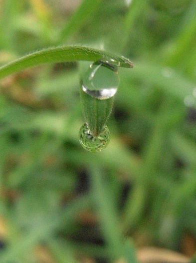 P3080336 - Primavarisme