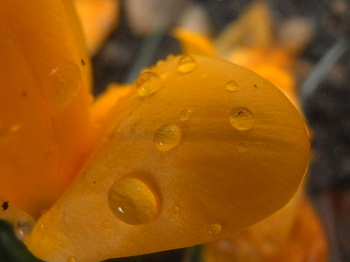 P3080374 - Primavarisme