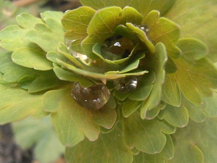 P3150118 - Primavarisme