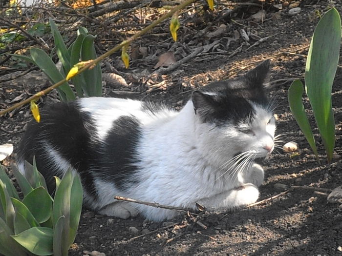 P3160243 - Primavarisme