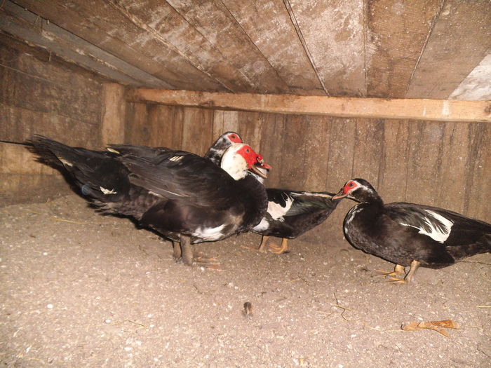 DSCF7435 - pasari de rasa-ratele melel lesesti