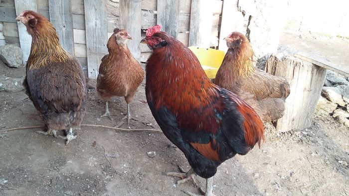 cocos araucana 08-02-16 039