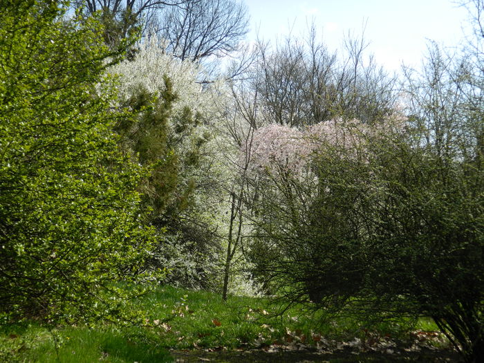 DSCN1094 - 2016 PARCUL BOTANIC TIMISOARA