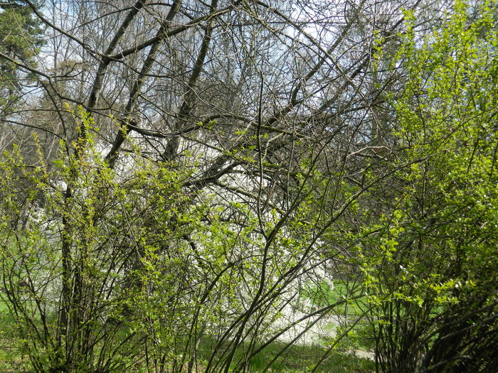 DSCN1095 - 2016 PARCUL BOTANIC TIMISOARA