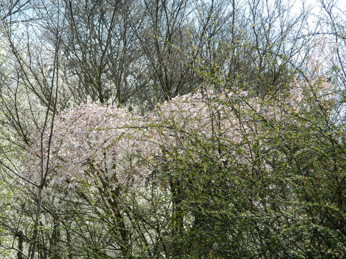 DSCN1097 - 2016 PARCUL BOTANIC TIMISOARA
