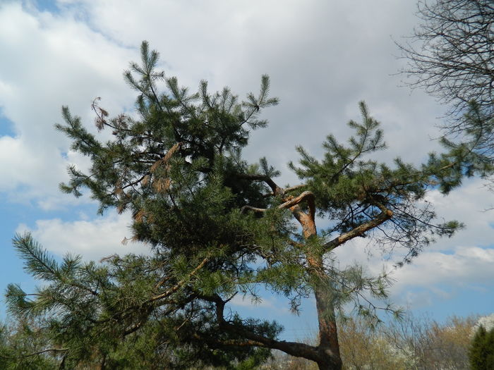 DSCN1099 - 2016 PARCUL BOTANIC TIMISOARA