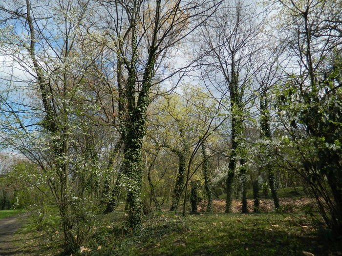 DSCN1104 - 2016 PARCUL BOTANIC TIMISOARA