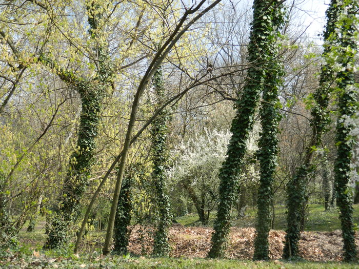 DSCN1105 - 2016 PARCUL BOTANIC TIMISOARA
