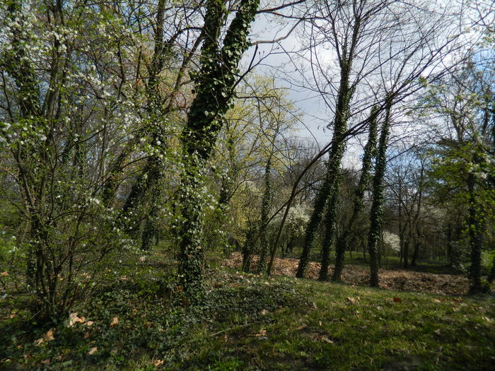 DSCN1106 - 2016 PARCUL BOTANIC TIMISOARA