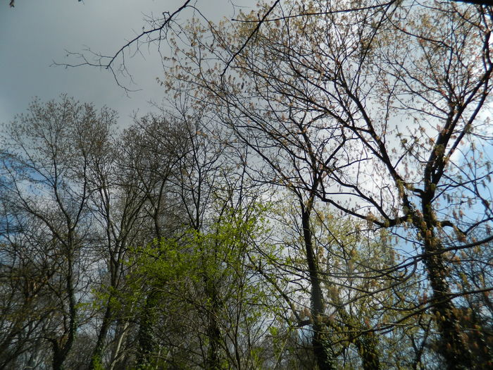 DSCN1109 - 2016 PARCUL BOTANIC TIMISOARA